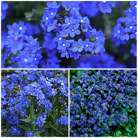 Anchusa Flower seeds for Planting Drought Tolerant Heirloom & GMO Free Seeds for Home Garden