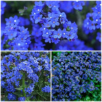 Anchusa Flower seeds for Planting Drought Tolerant Heirloom & GMO Free Seeds for Home Garden