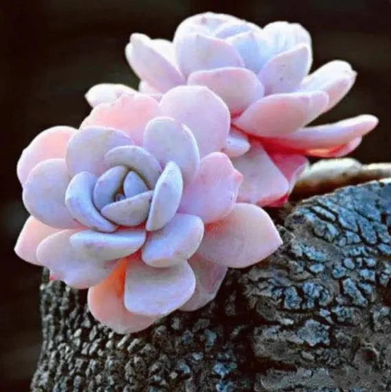 Light Pink Echeveria Laui Flower seeds for Planting Fragrant Blossoms Heirloom & GMO Free Seeds for Home Garden 
 
 Sale