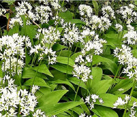 Ursinum Flower Planting Seeds - Vibrant Blooms for Your Garden