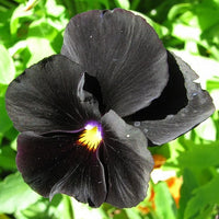 Black Pansy Flower Seeds Collection for Easy Planting
