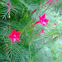 Red Cardinal Climber Flower seeds for Planting - Drought Tolerant, Heirloom & GMO Free Seeds for Home Garden