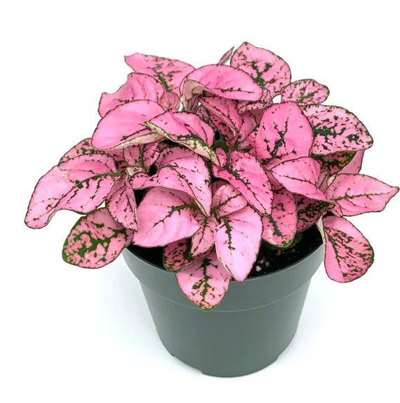 Pink Green Hypoestes Splash Flower seeds for Planting - Bright Blooms, Heirloom & GMO Free Seeds for Home Garden