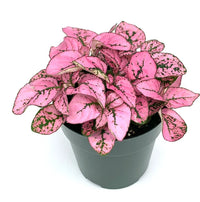 Pink Green Hypoestes Splash Flower seeds for Planting - Bright Blooms, Heirloom & GMO Free Seeds for Home Garden