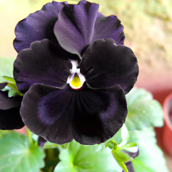 Black Viola Flower seeds for Planting - Easy to Grow, Heirloom & GMO Free Seeds for Home Garden