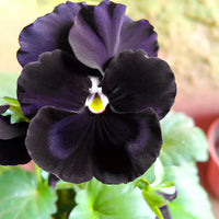 Black Viola Flower seeds for Planting - Easy to Grow, Heirloom & GMO Free Seeds for Home Garden