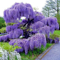 Wisteria Flower seeds for Planting Easy to Grow Heirloom & GMO Free Seeds for Home Garden 
 
 Sale
