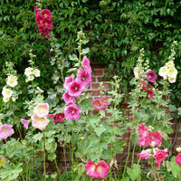 Mallow Alcea Rosea Flower seeds for Planting - Seasonal Bloomer, Heirloom & GMO Free Seeds for Home Garden