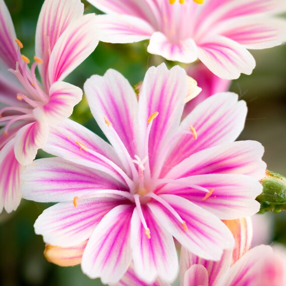 Lewisia Sunset Strain Mixed Seeds - Perfect for Planting