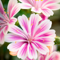 Lewisia Sunset Strain Mixed Seeds - Perfect for Planting