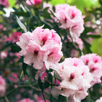 White Pink Rhododendron Flower Seeds for Planting Sun Loving Heirloom & GMO Free Seeds for Home Garden
 
 Sale