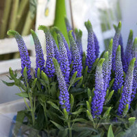 Veronica Flower seeds for Planting - Shade Tolerant, Heirloom & GMO Free Seeds for Home Garden