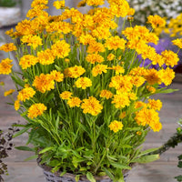 Yellow Early Sunrise Flower seeds for Planting - Cottage Garden Essential, Heirloom & GMO Free Seeds for Home Garden