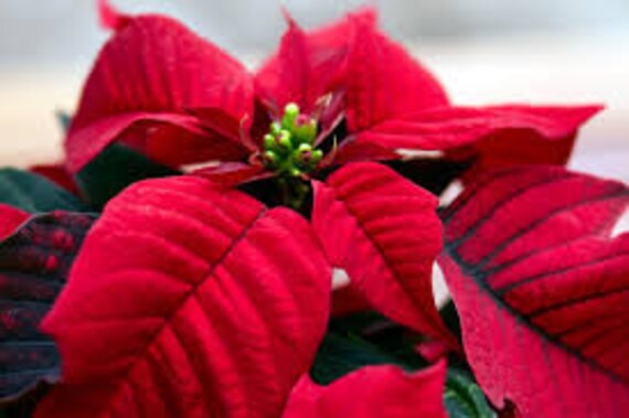 Poinsettia Seeds for Planting  Festive Holiday Flowers