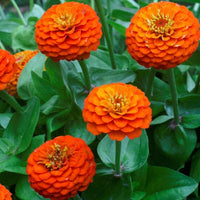 Orange Zinnia Seeds  Garden Essentials for Colorful Blooms