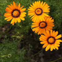 Orange Anthemoides Flower Seeds for Planting - Vibrant Annual Blooms for Your Garden
