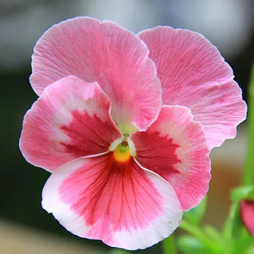 Pink Red Pansy Flower Seeds for Planting Long Bloom Season Heirloom & GMO Free Seeds for Home Garden
 
 Sale