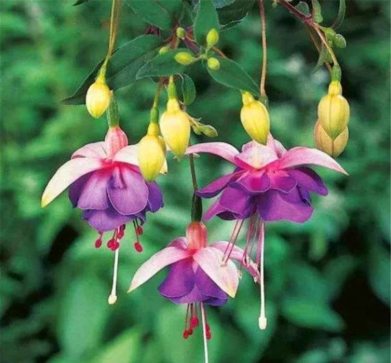 Purple Yellow Fuchsia Flower Seeds for Planting Easy to Grow Heirloom & GMO Free Seeds for Home Garden
 
 Sale
