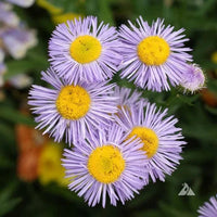 Purple Yellow Erigeron Flower seeds for Planting - Cottage Garden Essential, Heirloom & GMO Free Seeds for Home Garden
 
 Sale seeds for planting in home garden