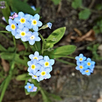 Cynoglossum Flower seeds for Planting Easy to Grow Heirloom & GMO Free Seeds for Home Garden