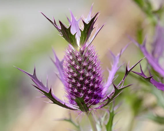 Purple Eryngium Flower seeds for Planting - Garden Favorite, Heirloom & GMO Free Seeds for Home Garden