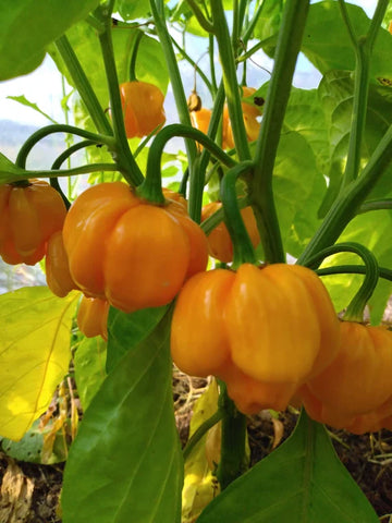 Bahamian Vegetable Seeds for Planting
