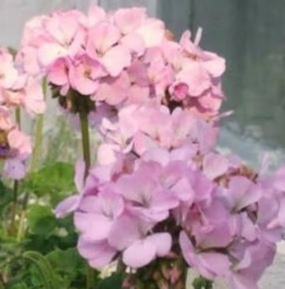 Purple Geranium Flower seeds for Planting - Cottage Garden Essential, Heirloom & GMO Free Seeds for Home Garden