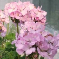 Purple Geranium Flower seeds for Planting - Cottage Garden Essential, Heirloom & GMO Free Seeds for Home Garden