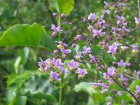 Lavender Thalictrum Flower seeds for Planting Premium Quality Heirloom & GMO Free Seeds for Home Garden 
 
 Sale