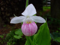 Cypripedium Flower seeds for Planting - Hardy Variety, Heirloom & GMO Free Seeds for Home Garden