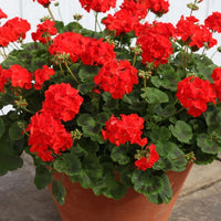 Geraniums Orange Flower seeds for Planting - Colorful Display, Heirloom & GMO Free Seeds for Home Garden