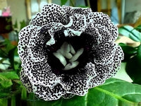 Black Gloxinia Flower Seeds for Planting Garden Favorite Heirloom & GMO Free Seeds for Home Garden
 
 Sale