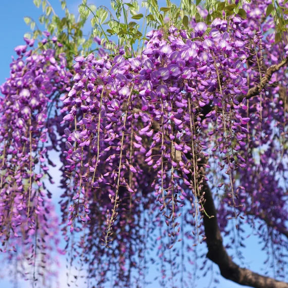 Pink Blue Wisteria Flower seeds for Planting Vibrant Colors Heirloom & GMO Free Seeds for Home Garden 
 
 Sale