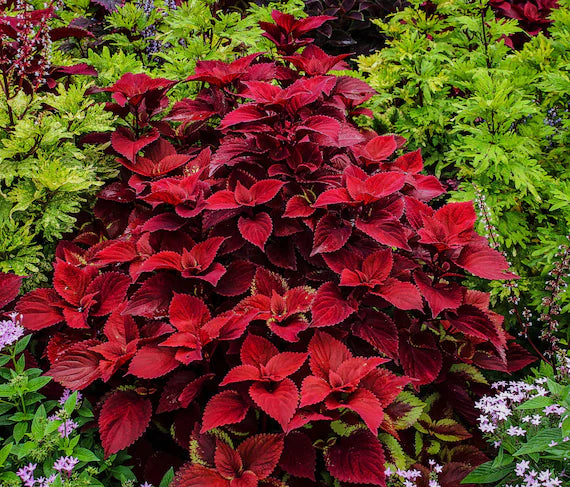 Coleus Rainbow Red Velvet Seeds for Planting Shaded Borders Pots