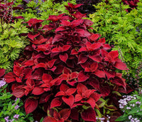 Coleus Rainbow Red Velvet Seeds for Planting Shaded Borders Pots