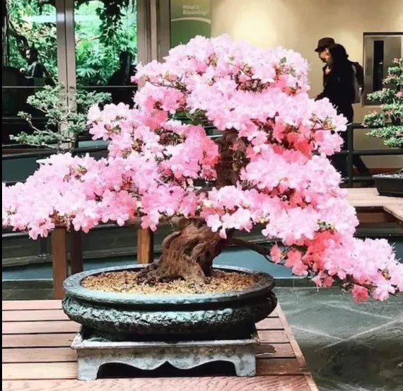 Light Pink Simsii Bonsai Flower Seeds for Planting Hardy Variety Heirloom & GMO Free Seeds for Home Garden  Sale