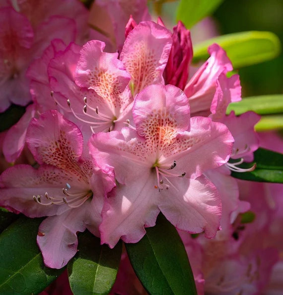 White Pink Rhododendron Flower Seeds for Planting Sun Loving Heirloom & GMO Free Seeds for Home Garden
 
 Sale