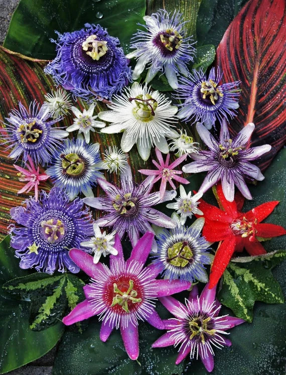Blue Passion Flower seeds for Planting Easy to Grow Heirloom & GMO Free Seeds for Home Garden 
 
 Sale