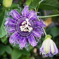 Passion Flower seeds for Planting Low Maintenance Heirloom & GMO Free Seeds for Home Garden