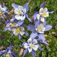 Sky Blue Columbine Flower seeds for Planting Perfect for Borders Heirloom & GMO Free Seeds for Home Garden