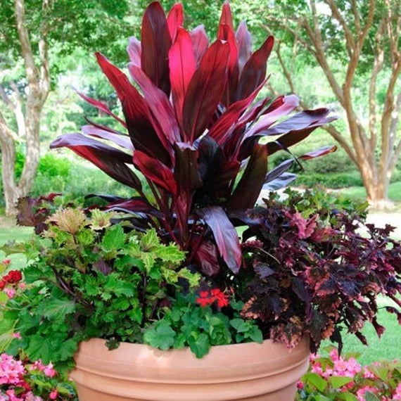 Red Cordyline Rubra Flower seeds for Planting - Bright Blooms, Heirloom & GMO Free Seeds for Home Garden