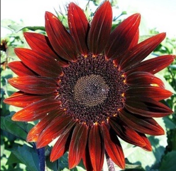 Moulin Rouge SunFlower seeds for Planting Wildflower Mix Heirloom & GMO Free Seeds for Home Garden 
 
 Sale