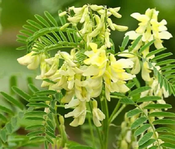 Yellow Astragalus Flower seeds for Planting - Wildflower Mix, Heirloom & GMO Free Seeds for Home Garden