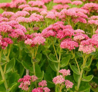 Pink Sedum Telephium Flower seeds for Planting - Wildflower Mix, Heirloom & GMO Free Seeds for Home Garden