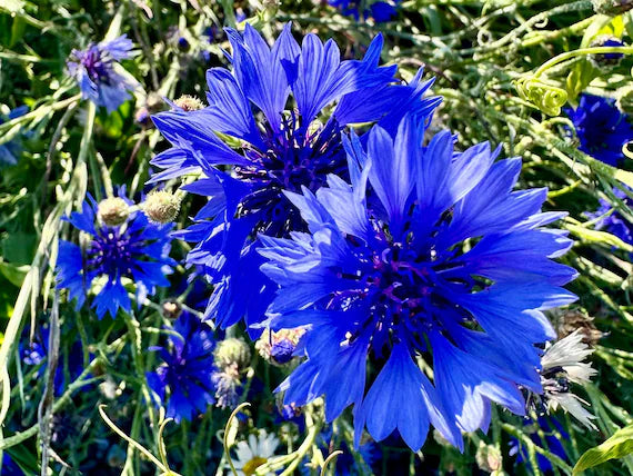 Bachelor Button Centaurea cyanus Seeds for Planting wildflower garden flower border