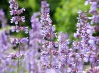 Catmint Flower seeds for Planting Low Maintenance Heirloom & GMO Free Seeds for Home Garden