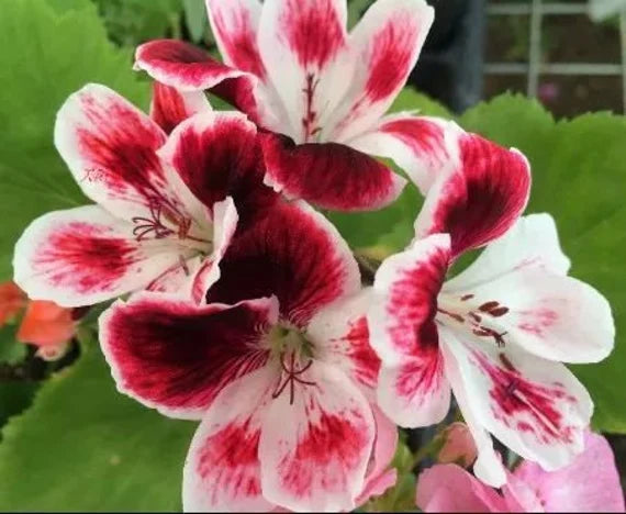 White DarkRed Geranium Pelargonium Seeds for Planting Vibrant Colors Heirloom & GMO Free Seeds for Home Garden
 
 Sale