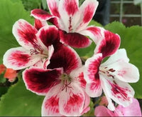 White DarkRed Geranium Pelargonium Seeds for Planting Vibrant Colors Heirloom & GMO Free Seeds for Home Garden
 
 Sale