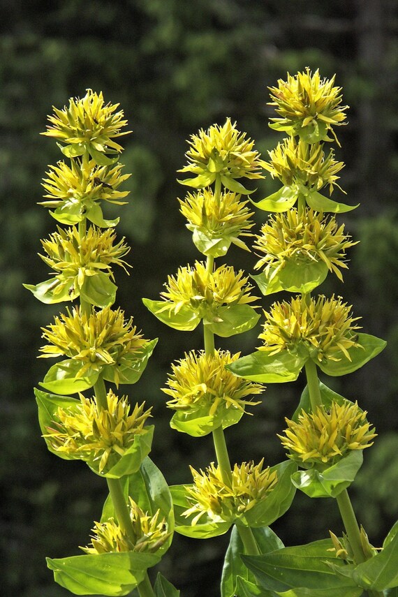 Yellow Gentian Flower seeds for Planting - Shade Tolerant, Heirloom & GMO Free Seeds for Home Garden
Sale seeds for home garden