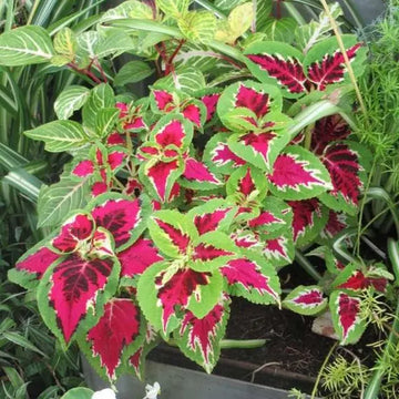 Pink Green Dragon Coleus Flower Seeds for Planting Garden Favorite Heirloom & GMO Free Seeds for Home Garden
 
 Sale